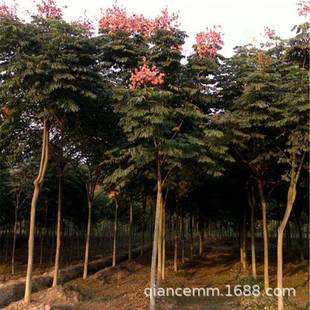 �����ͥԺ�L�����Sɽ�豱����������Ϸ������Nֲ�@�־G������