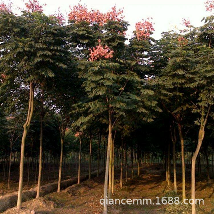 Рассада деревьев Luan Двор Пейзаж Хуаншань Луан Пекин Рассада деревьев Luan Юг Север Посадка Ландшафтный дизайн Саженцы