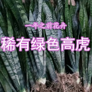 �Gɫ��β�m�y�}��Ƥ�m�����҃��k����ֲ�� ��ݗ������ȩ�����Gֲ