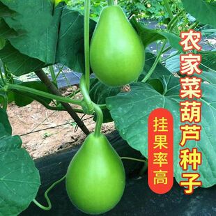 �r�Ҳ˺��J�N�ӿ�ʳ�ò˺��J�N���ϷN�Ѹ߮a���쿹�������߲���
