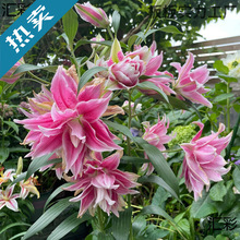 �ذ���ˮ�ٺϻ��N���ļ����B��绨��ֲ���̨�����M�ڰٺ����