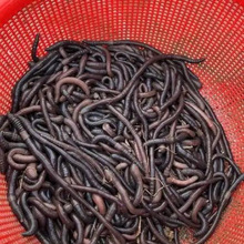 �V���J�ݱ��غڵ����������DҰ���~�D���ˬF؛ɢ�bҰឺ����