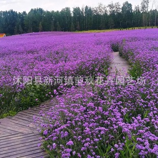 Willow Verbena Seeds Perennial Root Flower Seeds Courtyard Flower Sea Road Greening Flower Seeds