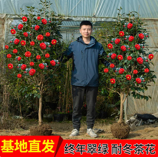 һ�����l�軨����ɽ�軨�Ͷ�������t���玧����ͥԺ�Gֲ���Ի���