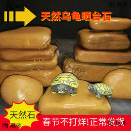 黄蜡石乌龟晒台发色养桥小青巴西龟墨龟造景石南美鱼缸石头包邮