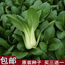 [�N��]�Ϻ����Ͳ˷N��С����๣���uë���׷N�ļ����N�߲˷N��