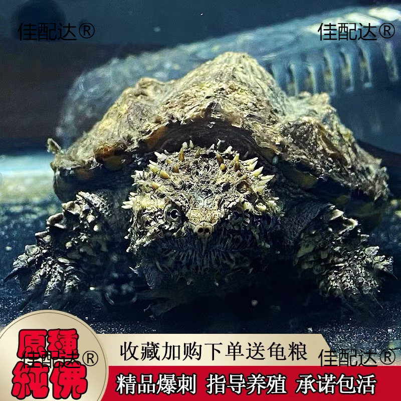 北美佛批发龟幼苗杂小佛纯原种龟其他鳄纯佛鳄活物鳄鱼乌龟龟爆刺