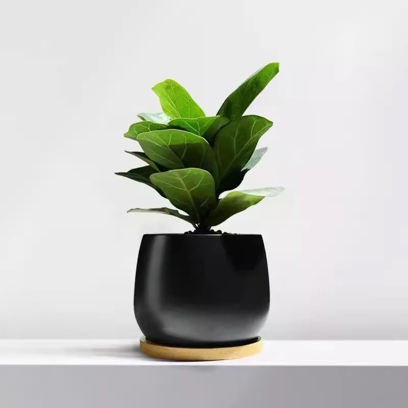 Árbol de la fortuna Planta de interior en maceta Sala de estar Planta verde resistente a la sombra Oficina Flores de escritorio Evergreen Evergreen Evergreen Evergreen Evergreen