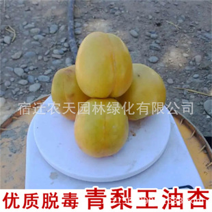 �Ә����ش�����������������Ϸ������Nֲ���Ե��Թ����箔��Y��