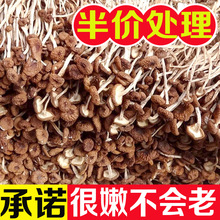 茶树菇干货500g特产不开伞散装批发煲汤毛重非净重250g虫草代发