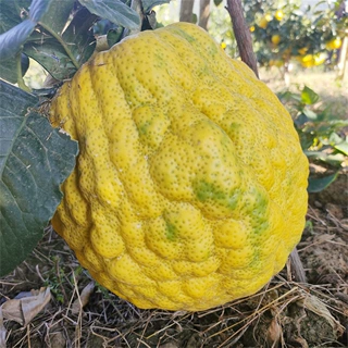 香泡树香橼树苗 香橼苗 柚子苗南北方种植盆栽地栽果树苗当年结果