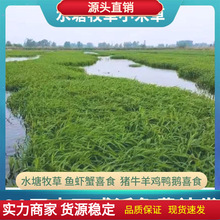 小米草种籽养殖水草虾蟹雀叶稗湖南稷子牧草种子草种草籽喂鱼草籽