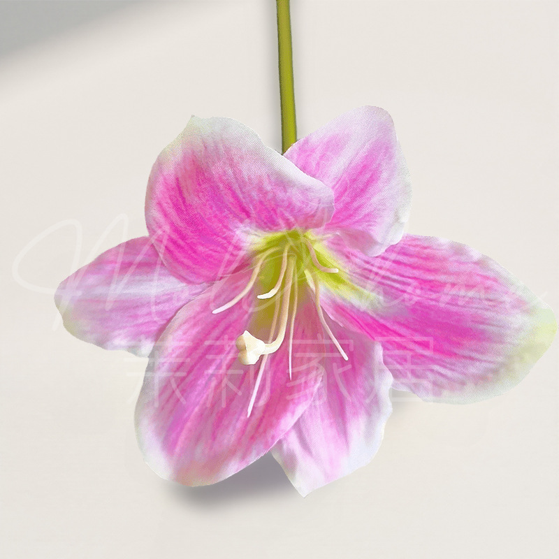 녹색 연꽃 보라색-단일 지점 Hemerocallis
