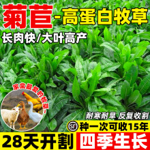 将军菊苣草种子大叶菊苣种籽牛羊鸡鸭鹅吃的草多年生四季牧草种子