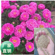 ���l���������ܷN��Ʒ�N   ��� ���Դ�� ��ɣ�� �t����Ҋ�ݵ�