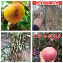 桃树果苗当年结果南方北方种植特大桃子树早熟水蜜桃嫁接冬桃树苗