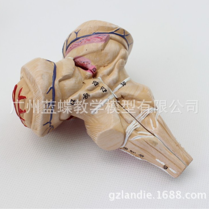Modelo de cerebro humano modelo cerebrovascular modelo de anatomía del cerebro modelo de enseñanza médica dividido en 8 piezas boutique