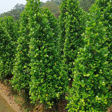 重庆火山榕 四川火山榕 贵州火山榕批发 规格齐全 绿化工程树苗