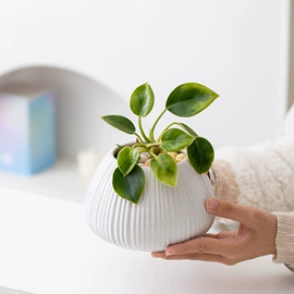 茶叶罐;装饰花瓶;花盆容器