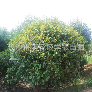 湖南苗圃直批 红叶石楠球 道路 工程绿化 树苗 苗木 绿化工程用苗