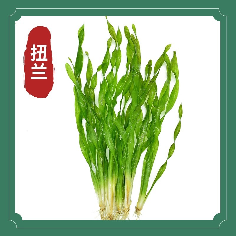 뉴랜드 5