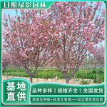6公分关山樱种植产地 关山樱基地供应   绿影园林樱花的批发价格