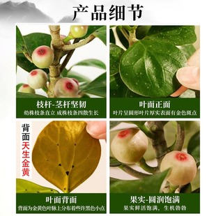 Four Seasons with Fruit Small Panpan Bodhi Tree Bonsai Office Hydroponics Easy to Maintain Zen Flowers Small Green Plants Full of Plants