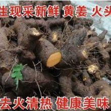 22秋季新貨現挖新鮮黃姜火頭根1斤包郵湖北宜昌遠安土特產