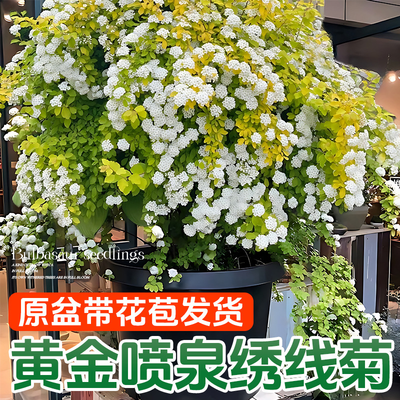 黄金喷泉绣线菊重瓣菱叶秀锈线菊小手球溲疏盆栽阳台庭院花卉花苗