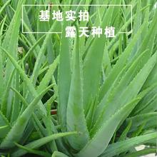 �����������J�C������Ժ�J�C���w�Gֲ�J�C����ʳ���r�J�CС��