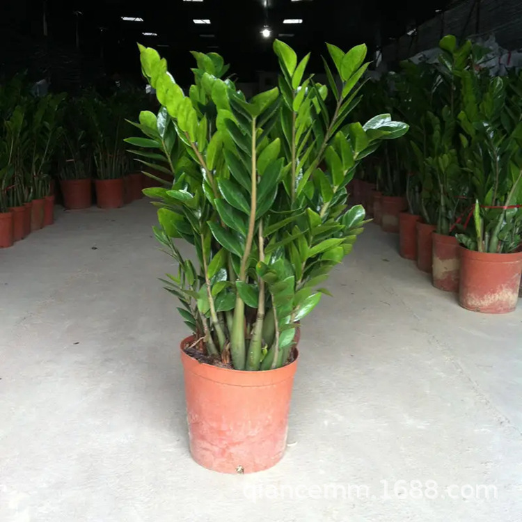 Money Tree Potted Plants Indoor Living Room Green Plants Money Tree Office Potted Green Plants Bonsai Wholesale
