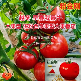 ��Ƥ��ݮ���ѷN���F�P�t�ۼt�����t���̓��\�����������ļ��Nֲ