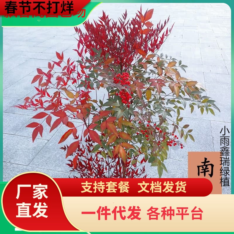 一件代发南天竹盆栽红叶天竺大花树苗水培火焰老桩盆景结果植物果