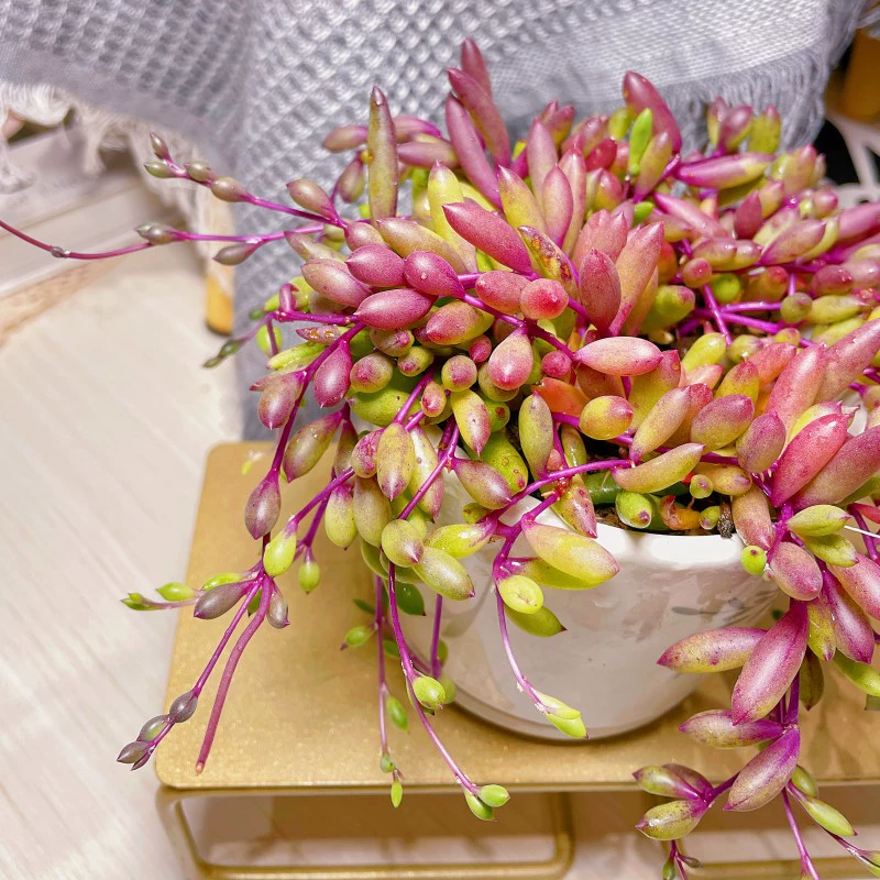 Фиолетовая луна, подвесная орхидея, суккулент, комбинация зеленых растений в горшке, цветок с горшком для начинающих, большой балкон, офисный стол, бонсай.