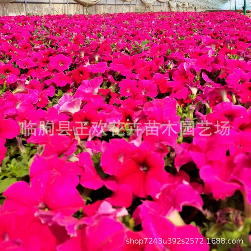 База поставок Петуния Цветочная земля и цветочные саженцы сезонные горшечные саженцы петунии двор Цветочные смотровые растения Петуния зимние баклажаны
