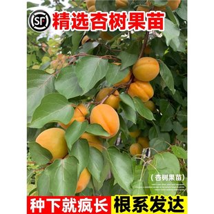 �Ә����޽����ش�������Ϸ��������Ե���ͥԺ�ļ��Nֲ�������