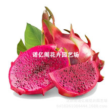 �t��ˮ�������ͥ�̨ͥԺ�ļ��ϱ��Nֲ����������N�����ԽY��