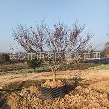 ����12���ּt�� �t������ �t���� �@�־G������ͥԺ���^�t����