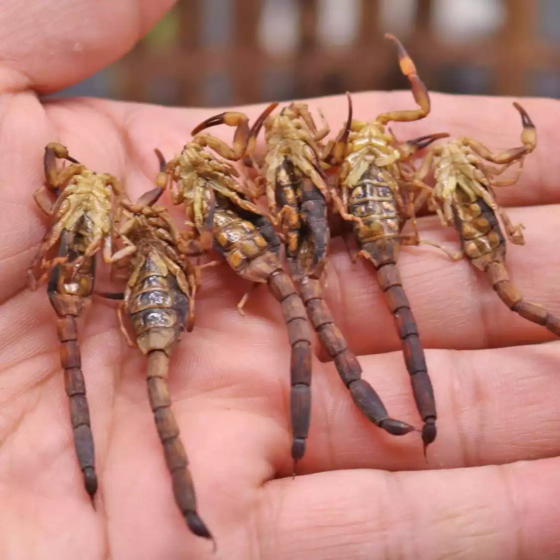 Whole Scorpion Quan Xie Dried TCM Herb 500g Natural Sun Dried Shandong Origin specifications