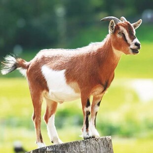 ������r����ɽ����wС�������Bֳ������٪��������Xһֻ