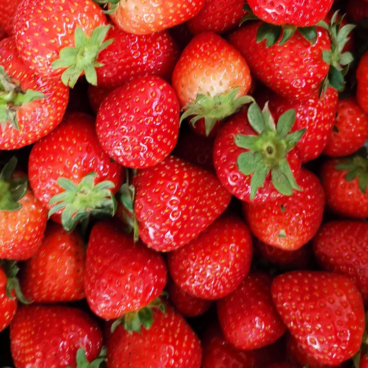 冷冻草莓 美13 甜查理草莓 15-25-35MM 可出口可内销  可商检