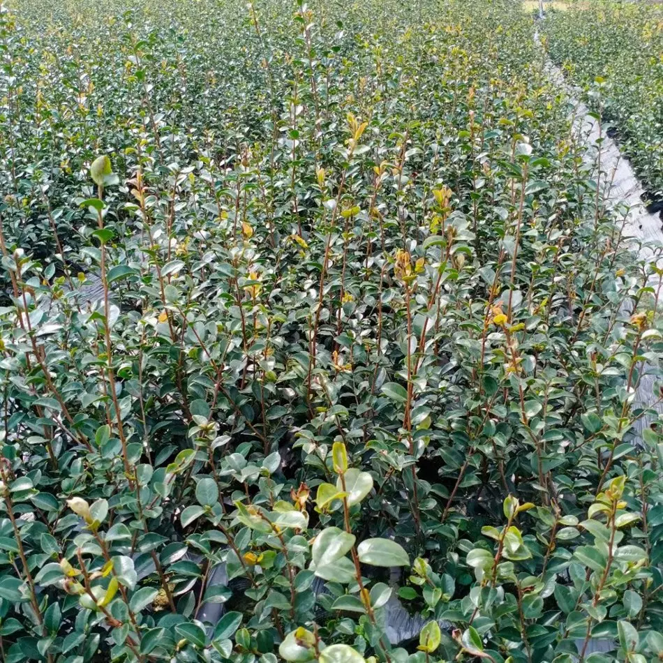 批发茶梅杯苗 茶梅球绿化工程苗木 地被植物批发 市政公园道路