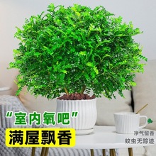 正宗清香胡椒木盆栽花卉室内老桩驱蚊草植物盆景蛋糕装饰绿植好养