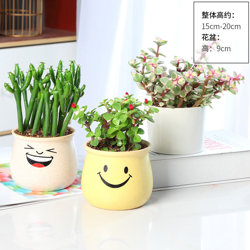 황금가지와 옥잎 + 예루의 춤 + 산호봉(노란 미소 + 단순 도자기 대야 + 하얀 웃음) 무료 비료