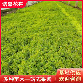 佛甲草杯苗 公园植被绿化工程时令宿根草花庭院草坪 黄金佛甲草