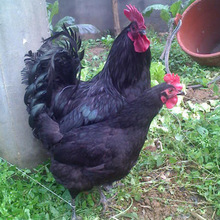 綠殼蛋雞市場價格活體五黑雞苗繁殖出售成年下蛋種雞五黑雞價格
