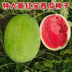 �����¼t�����ϷN�� �GƤ���ϷN�����猚����t���� ����Nֲ