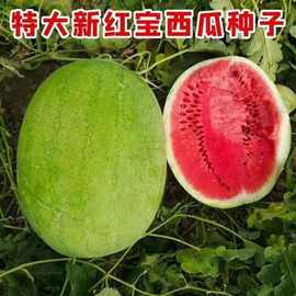 改良新红宝西瓜种子 绿皮西瓜种抗病早宝早熟红心甜 大田种植
