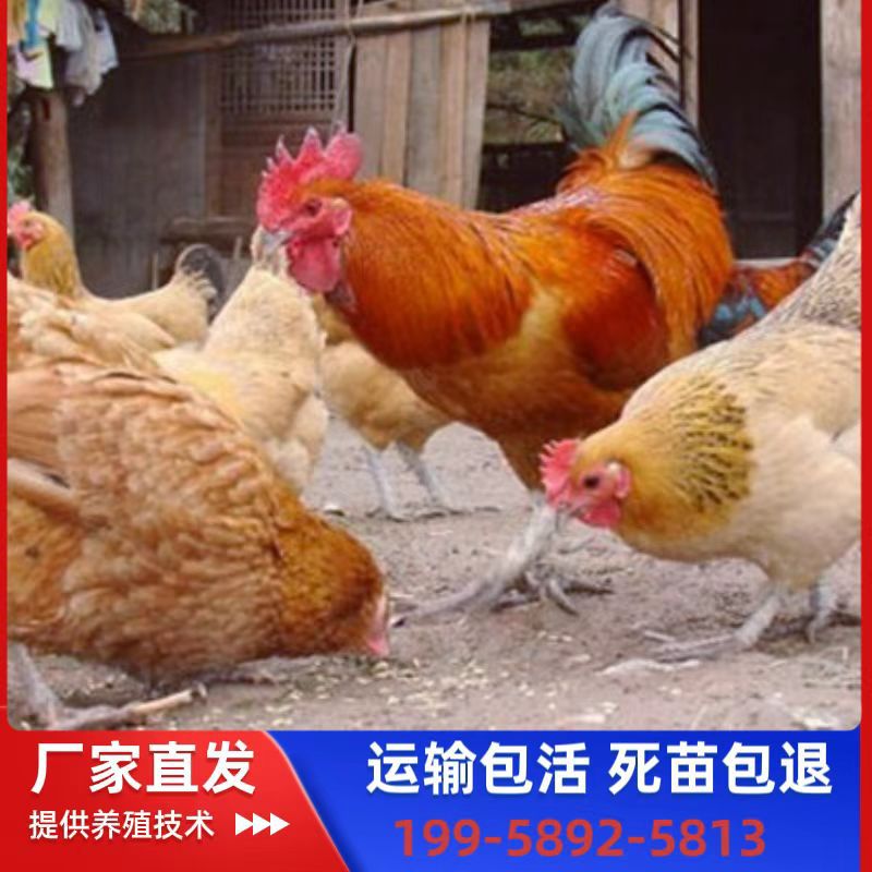 麻羽青脚土鸡苗小鸡苗混苗公母批发蛋鸡本地细脚淮南草鸡出壳幼苗