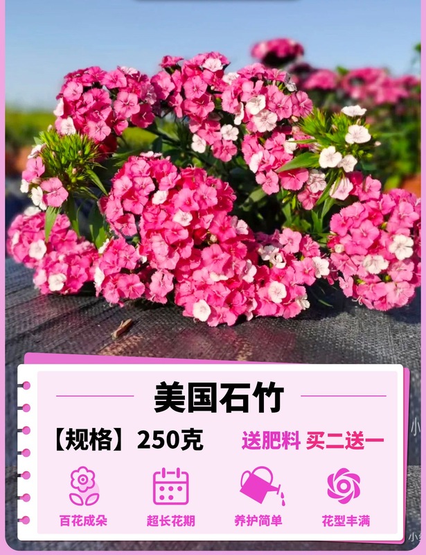 ヨーロピアンコスモスの花の種子は耐寒性の低生のカラフルなコスモスの花の種子で、ベランダ、中庭、屋内外で四季を通じて播種して開花させることができます。|undefined